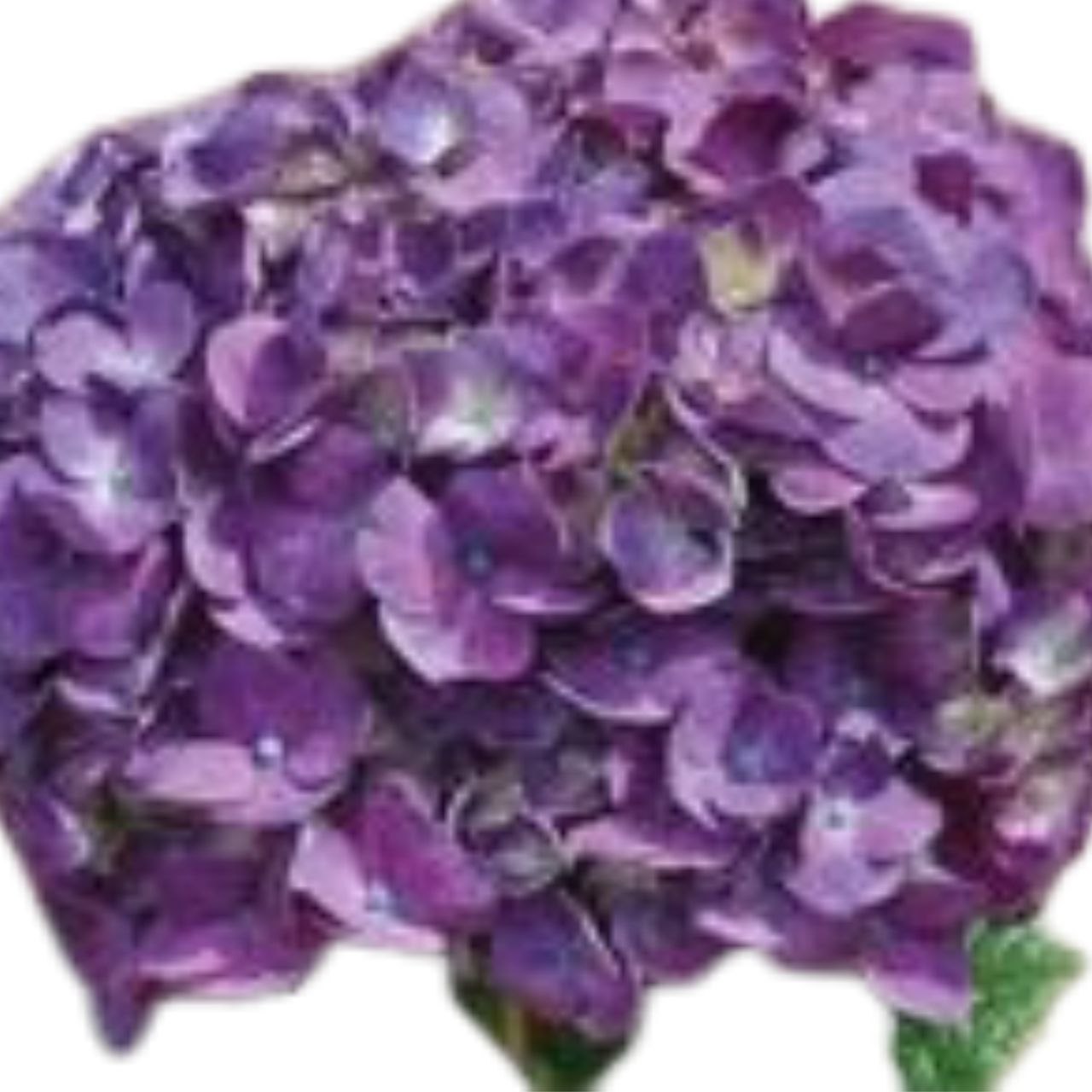 Hydrangea jumbo elite purple