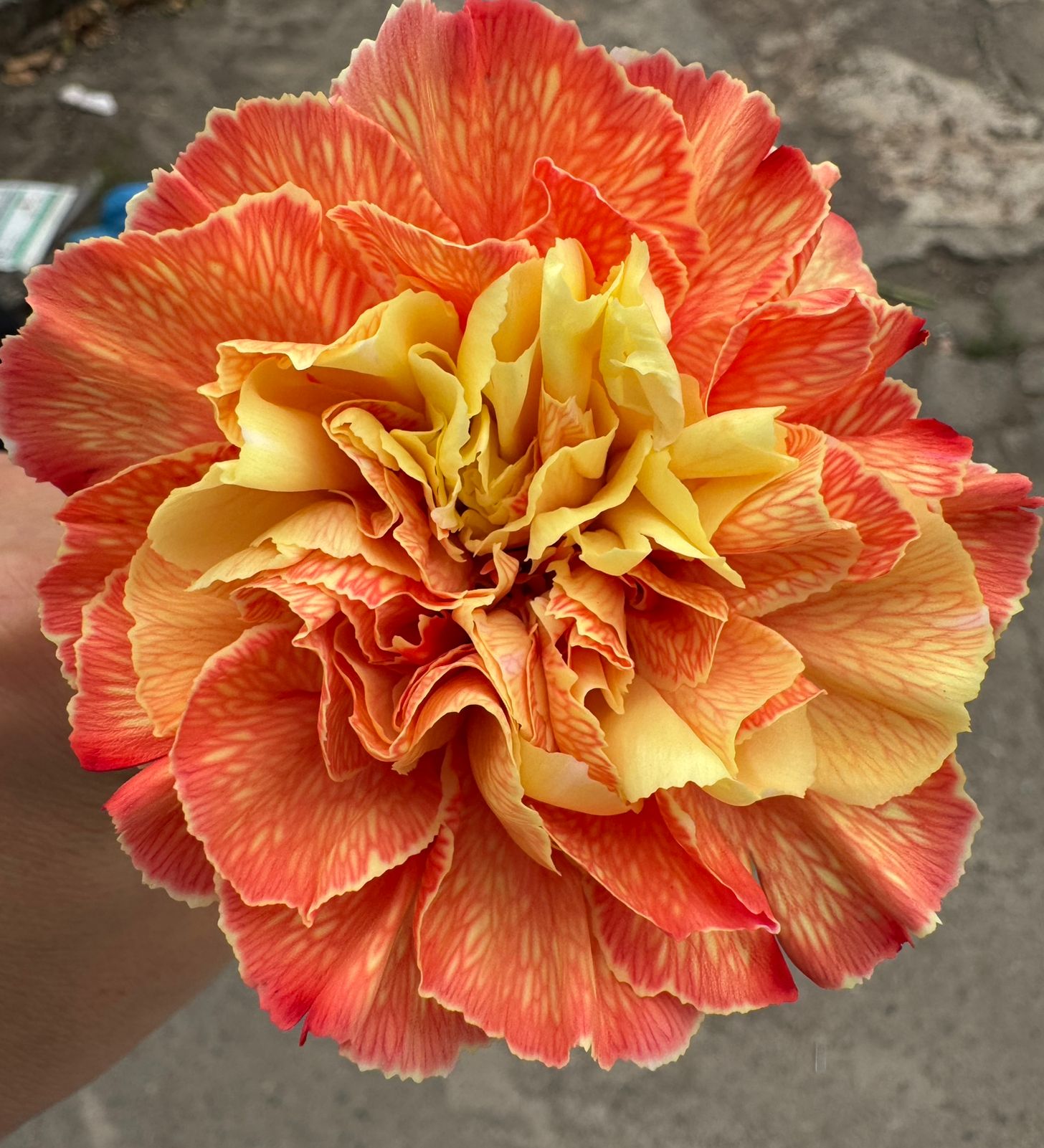 Carnation tinted amber
