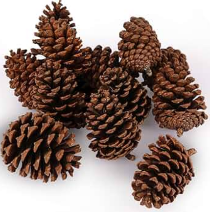 Pinecone Oostenrijkers