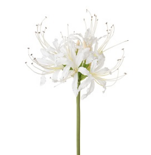 Nerine polar bear