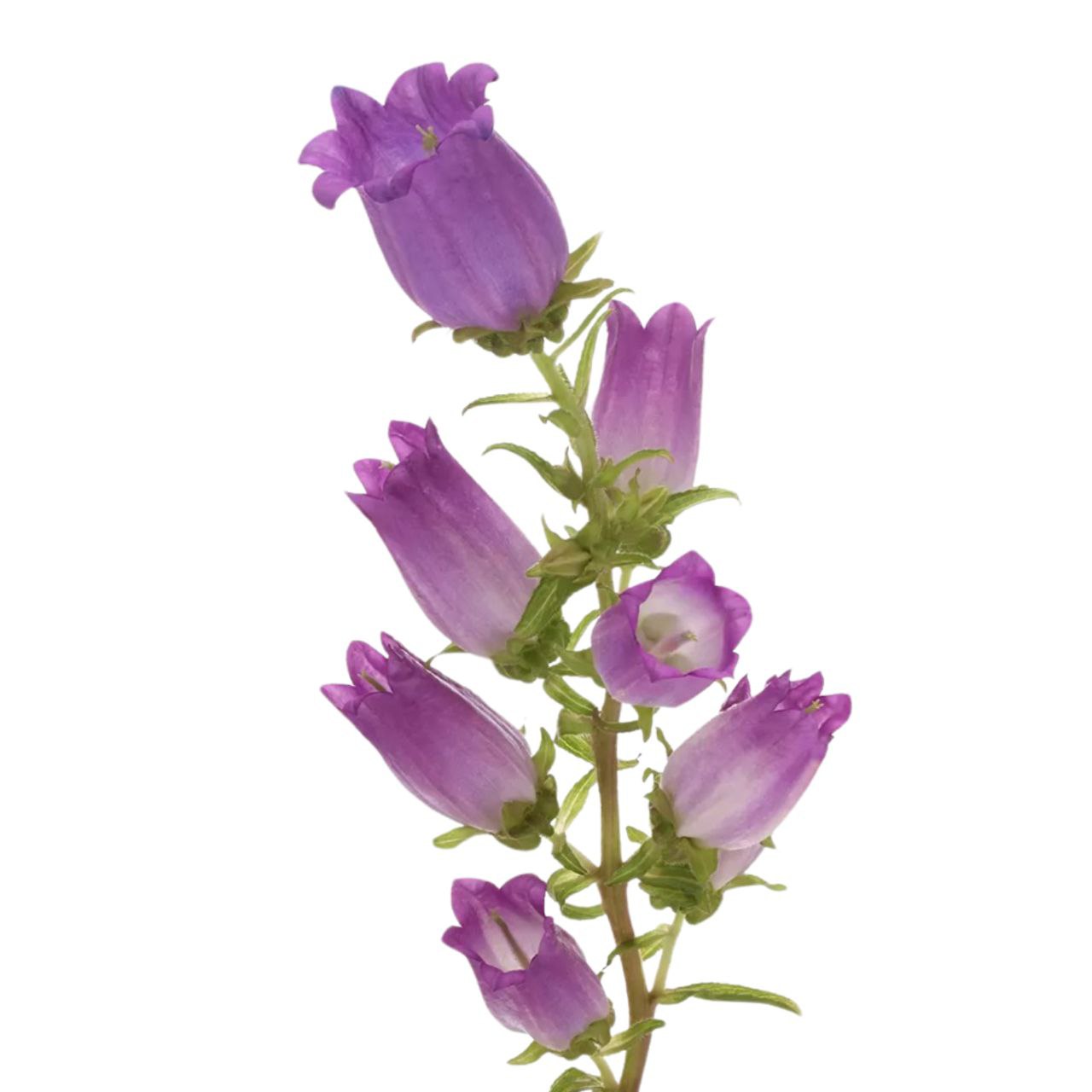 Campanula lilac