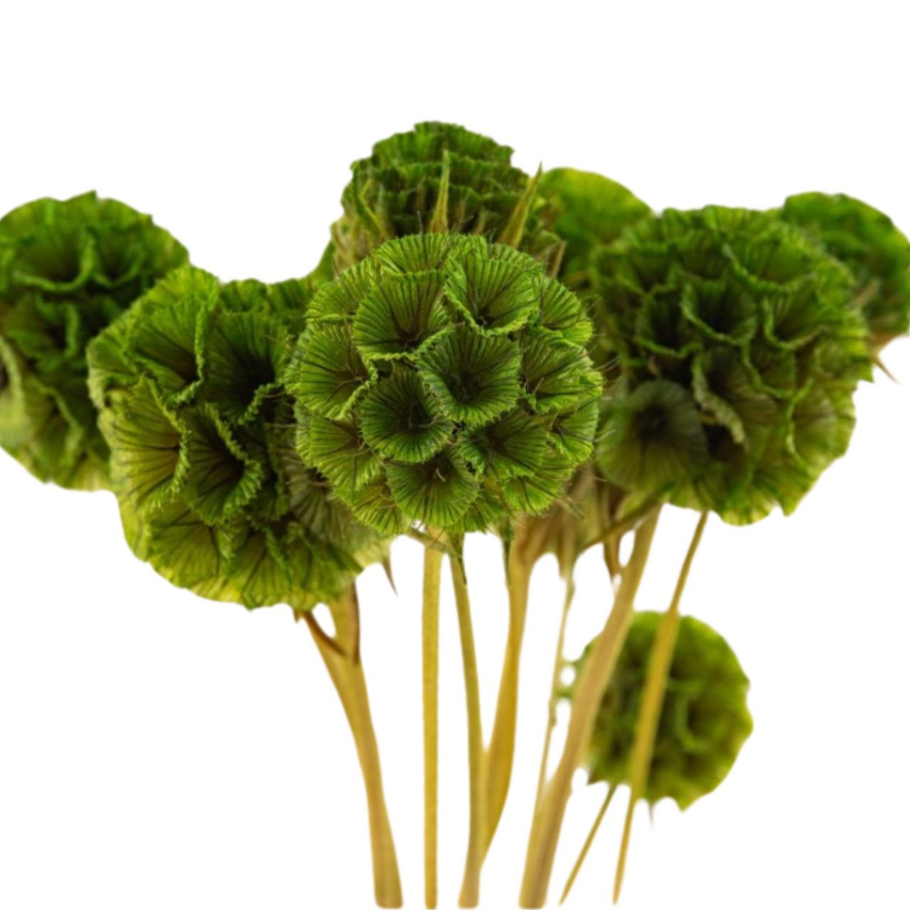 Scabiosa green