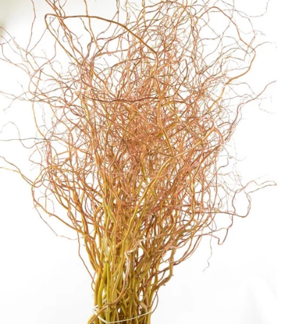 Salix curly willow golden