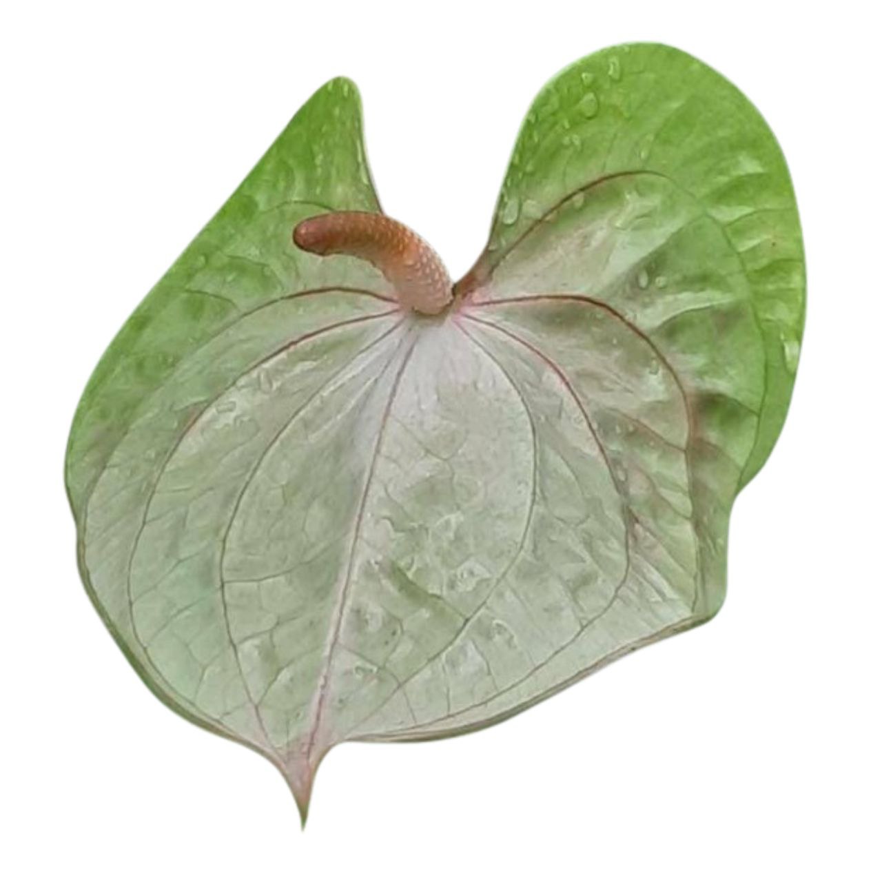 Anthurium essential