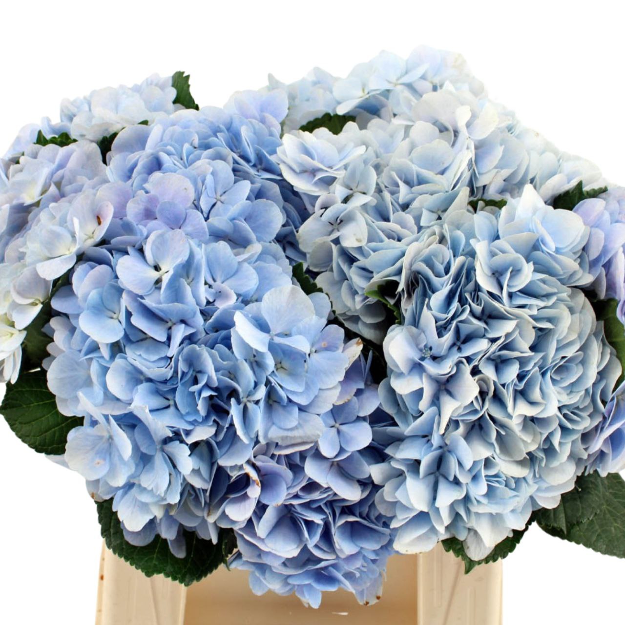 Hydrangea dream blue