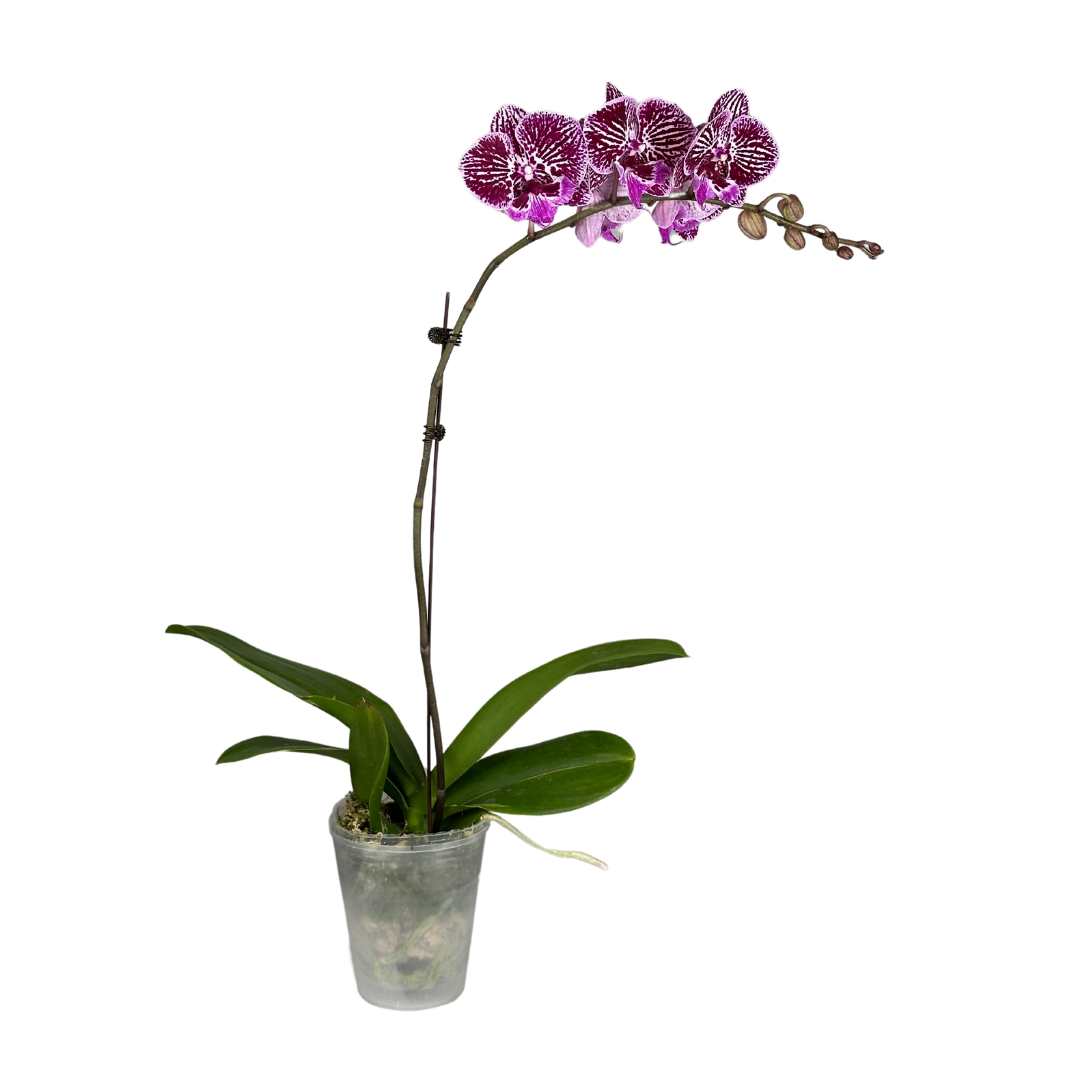 Phalaenopsis pot bean princess