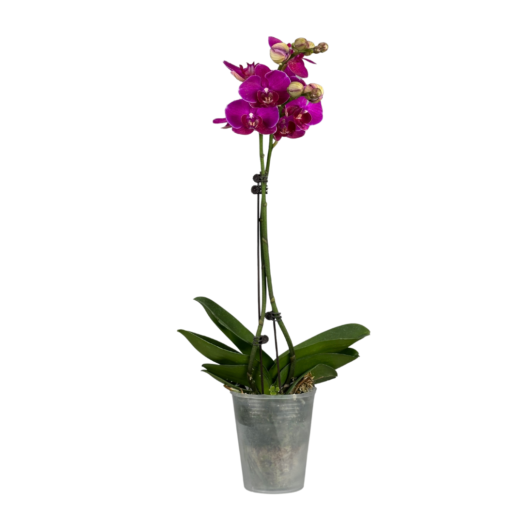 Phalaenopsis pot daisy