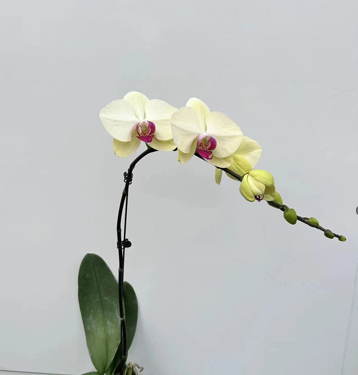 Phalaenopsis pot oasis fantasy