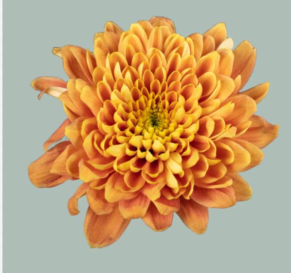 Chrysanthemum single bartoli