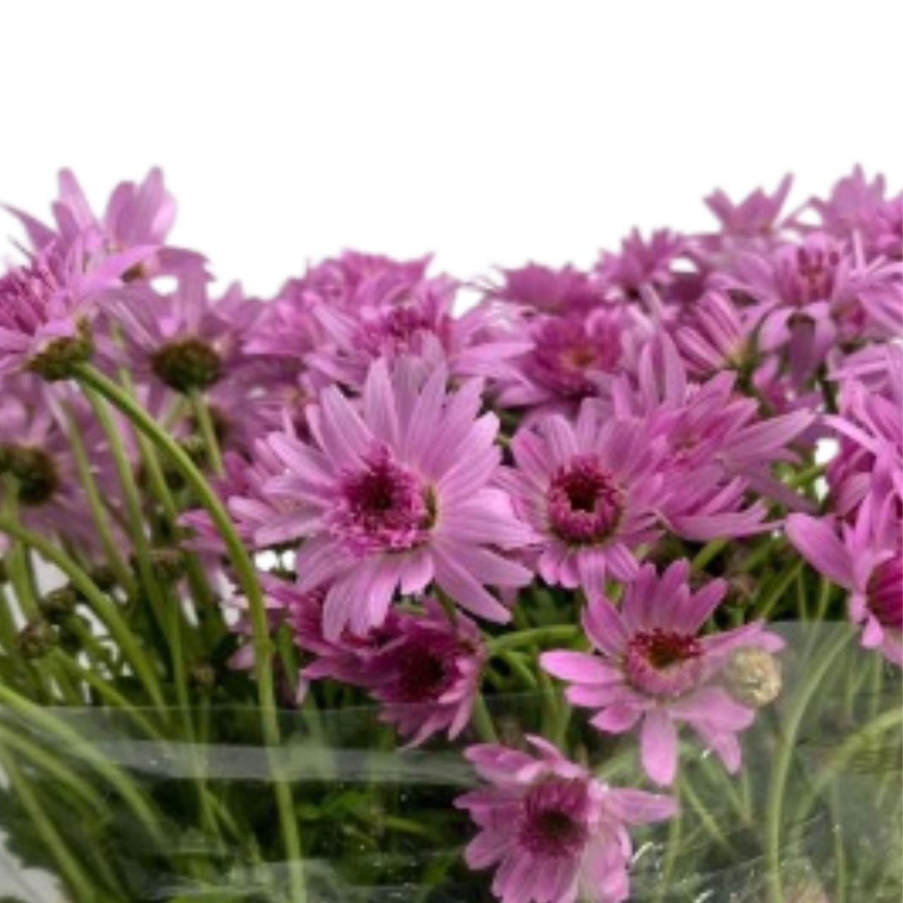 Leucanthemum pink