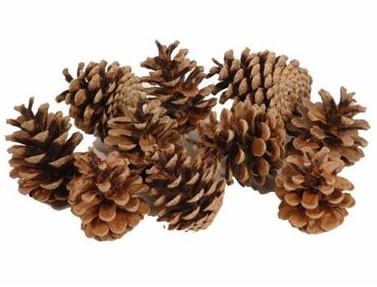 DECO PINECONE OOSTENRIJKER 10KG