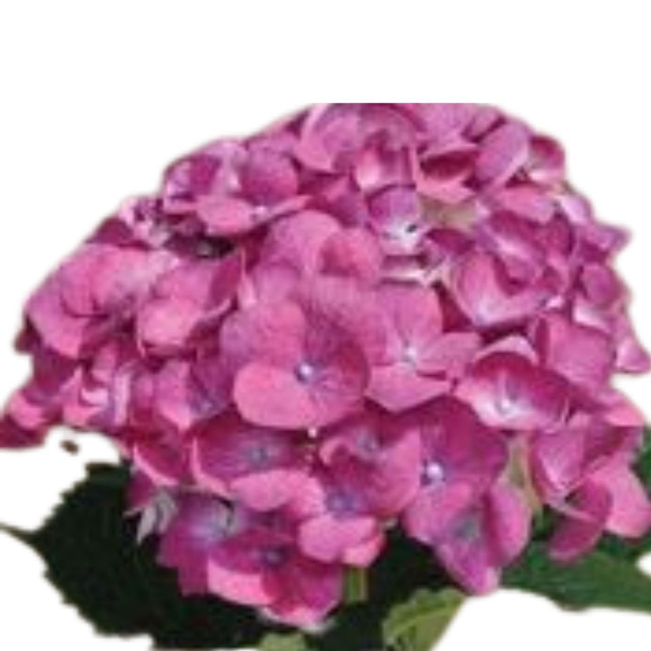 Hydrangea premium elite cherry