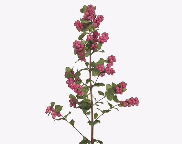 Symphoricarpos lilac