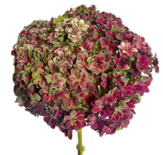 Hydrangea bicolor green green flame premium