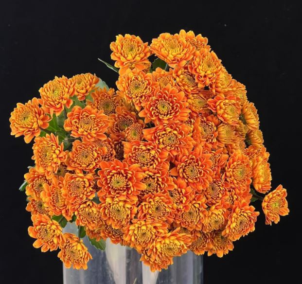 Chrysanthemum santini orange joni