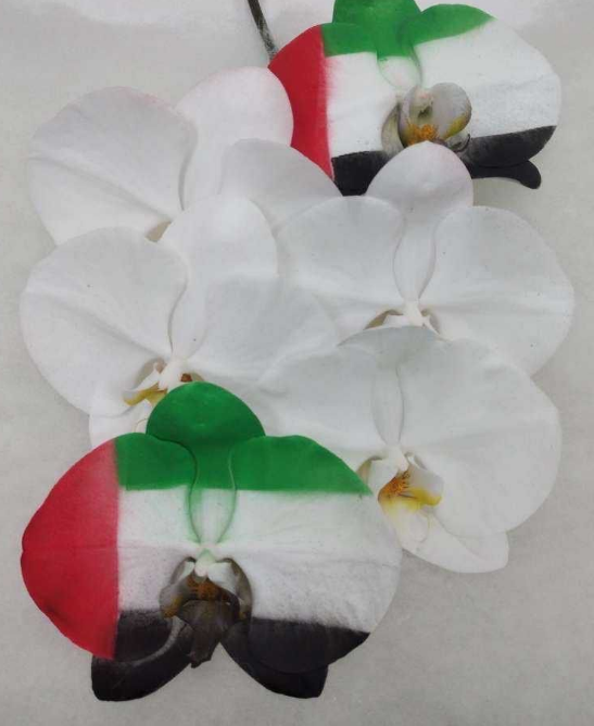 Phalaenopsis tinted flag uae