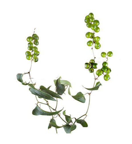 Smilax fruit green