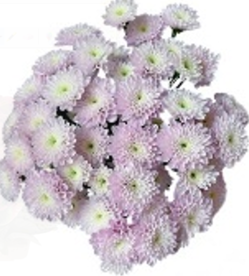 Chrysanthemum santini hengchun