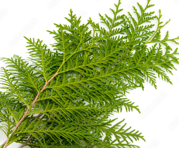 Thuja occidentalis