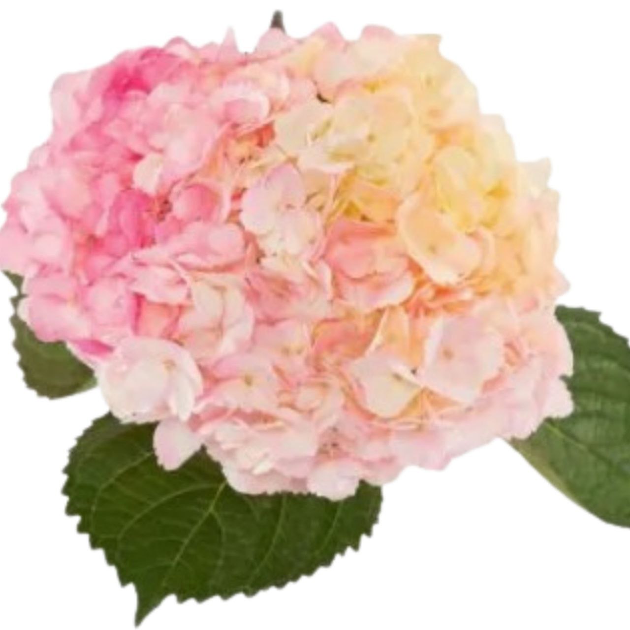 Hydrangea premium tinted aloha