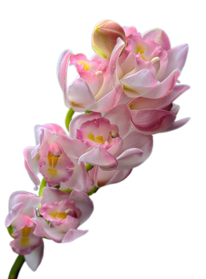 Cymbidium pink beauty