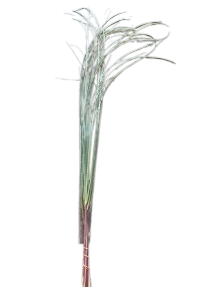 Green Reed