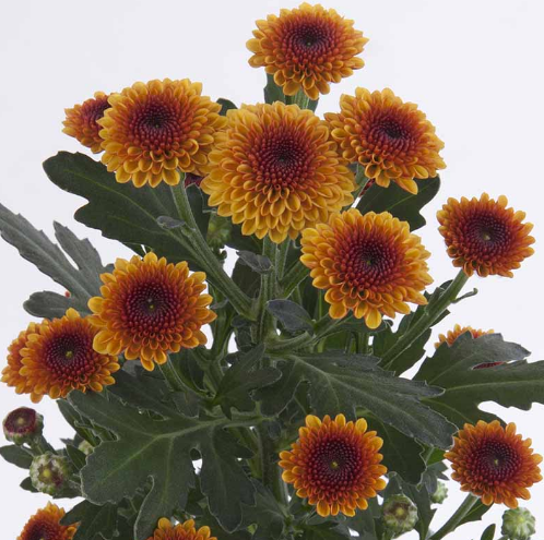 Chrysanthemum santini jamey orange