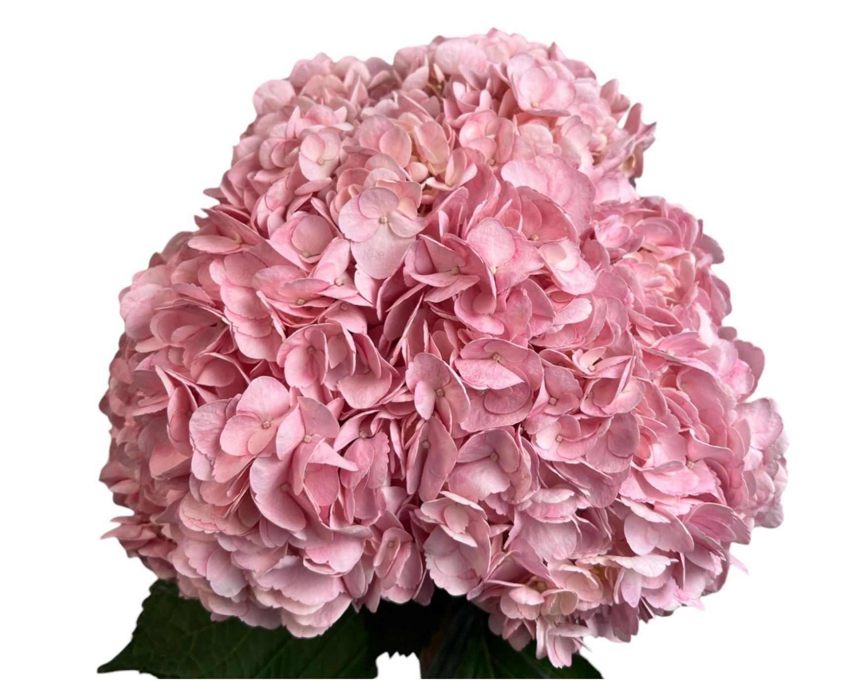 Hydrangea jumbo fresh pink