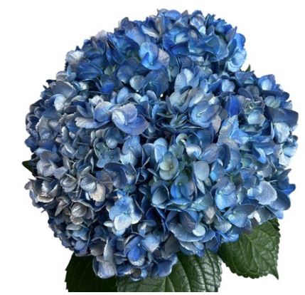 Hydrangea jumbo frost night