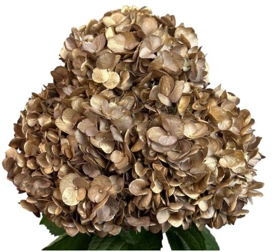 Hydrangea premium golden truffle