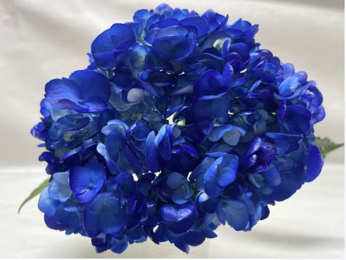 Hydrangea premium tinted dark blue