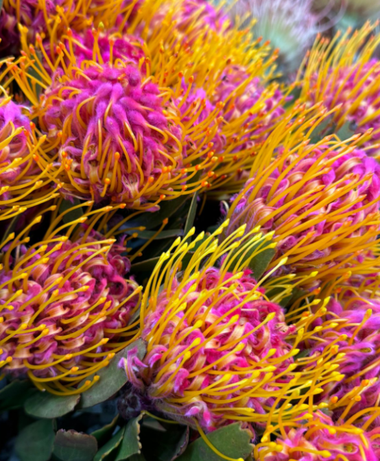 Leucospermum marlom pink