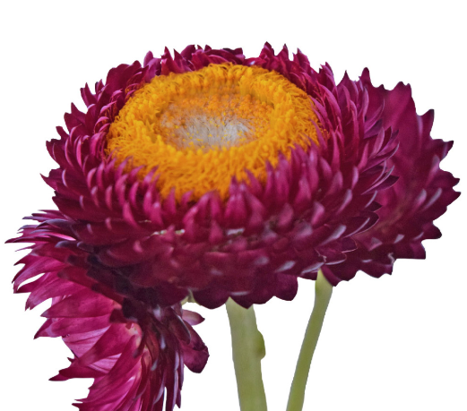 Helichrysum purple