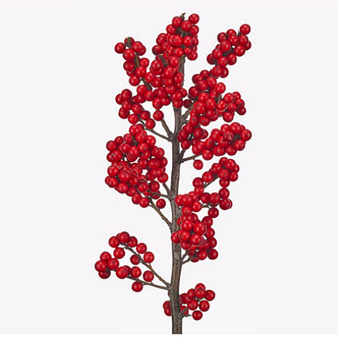 Ilex magical crimson