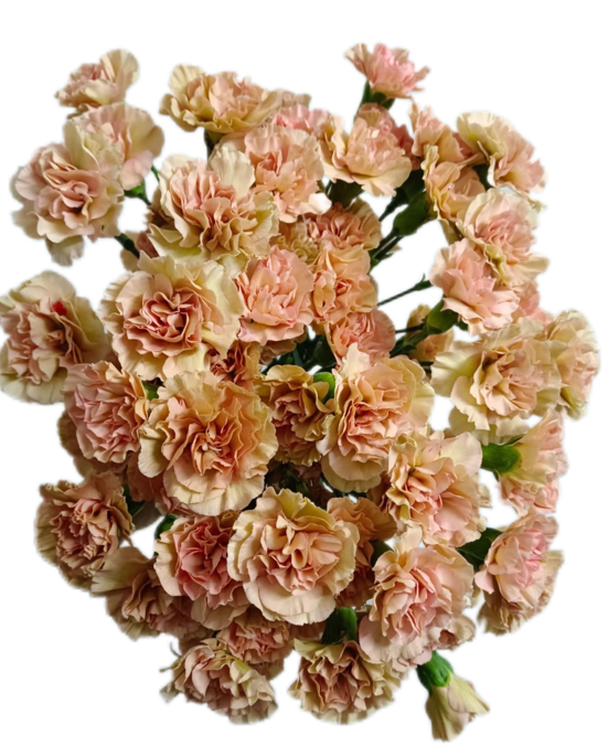 Carnation Spray kabu