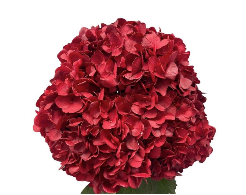 Hydrangea jumbo christmas red