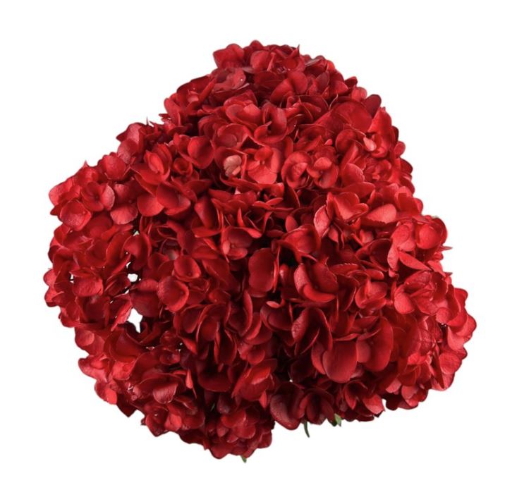 Hydrangea jumbo tinted red