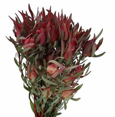 Leucadendron sprаy fireglow