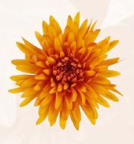 Chrysanthemum single cremon bronze