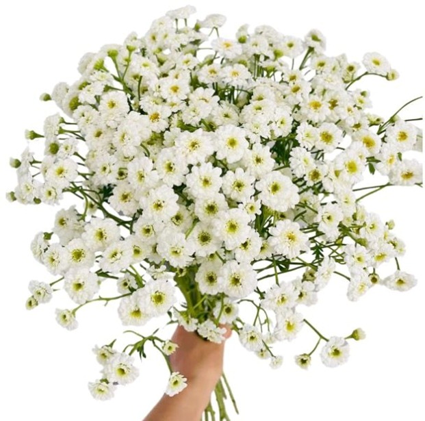 Tanacetum double white