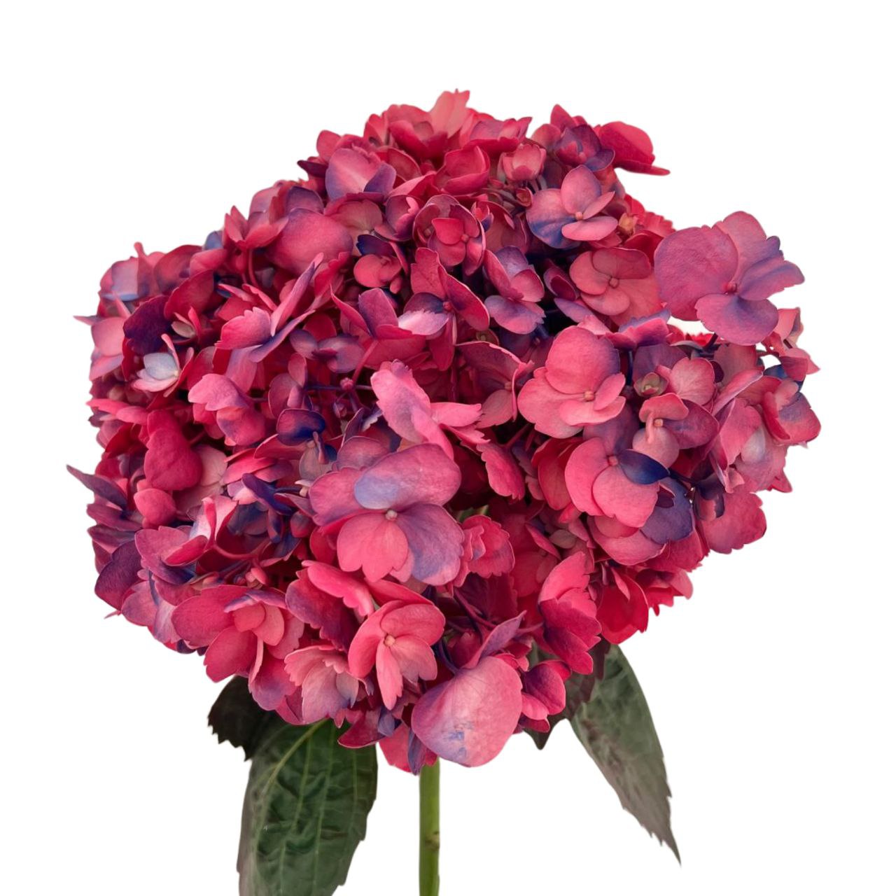 Hydrangea jumbo tinted sweet reveal