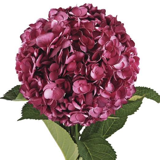 Hydrangea painted burgundy