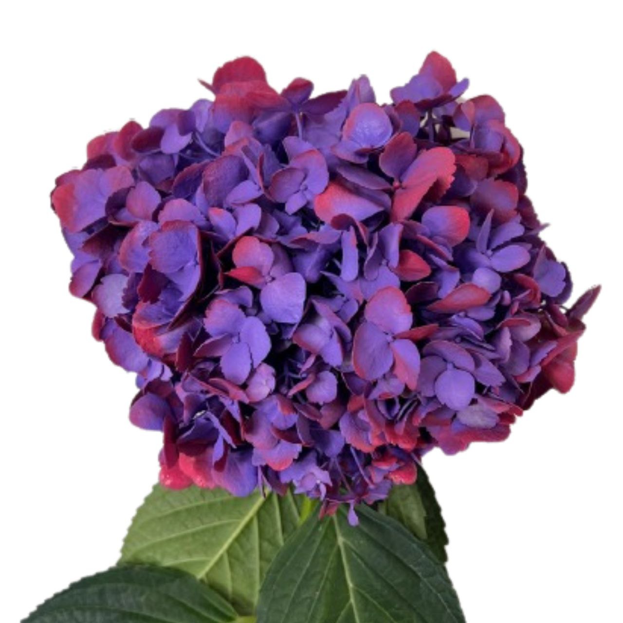 Hydrangea premium tinted hibiscus