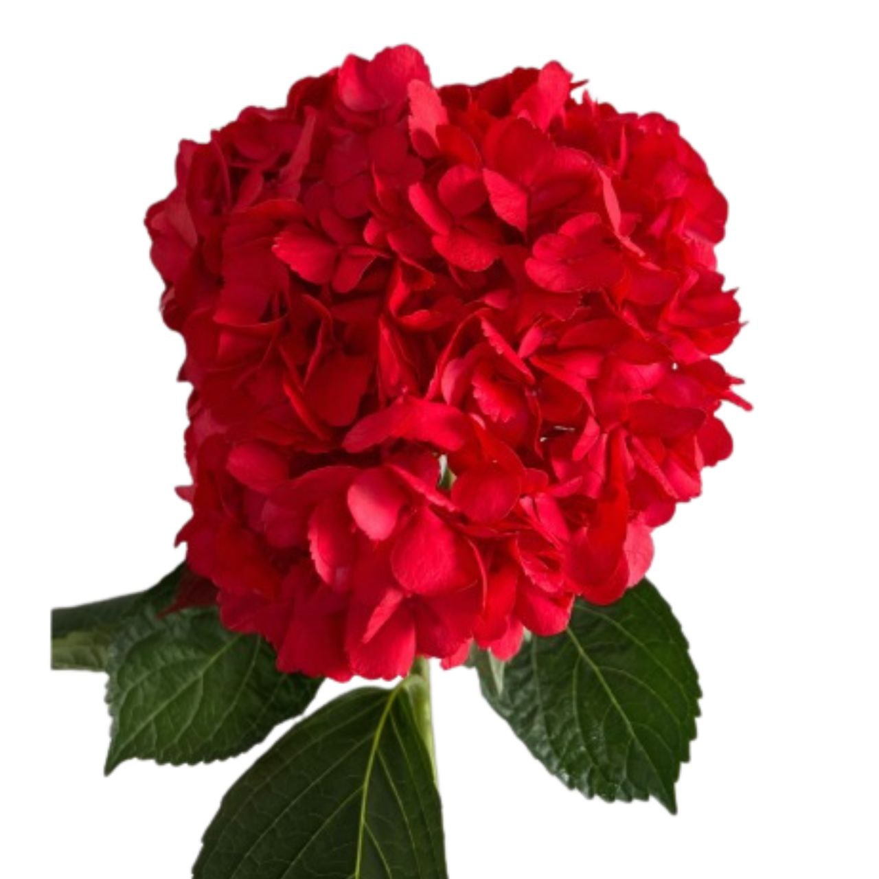 Hydrangea premium tinted red velvet