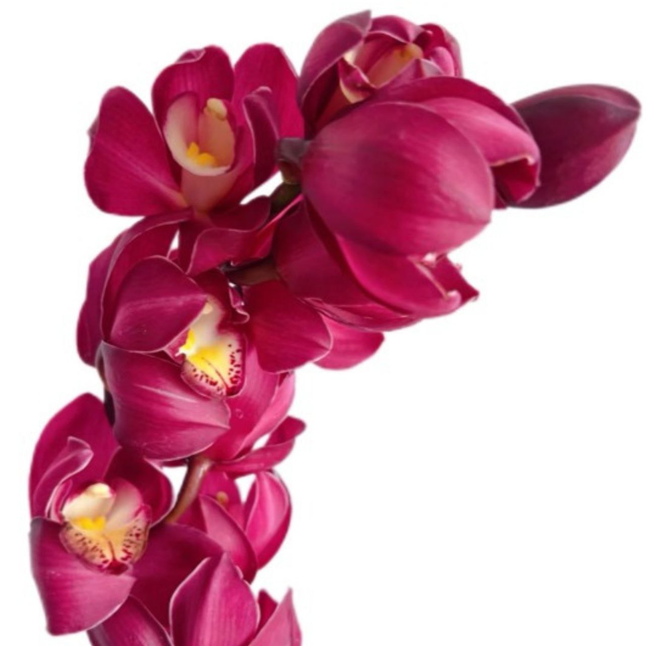 Cymbidium splendor