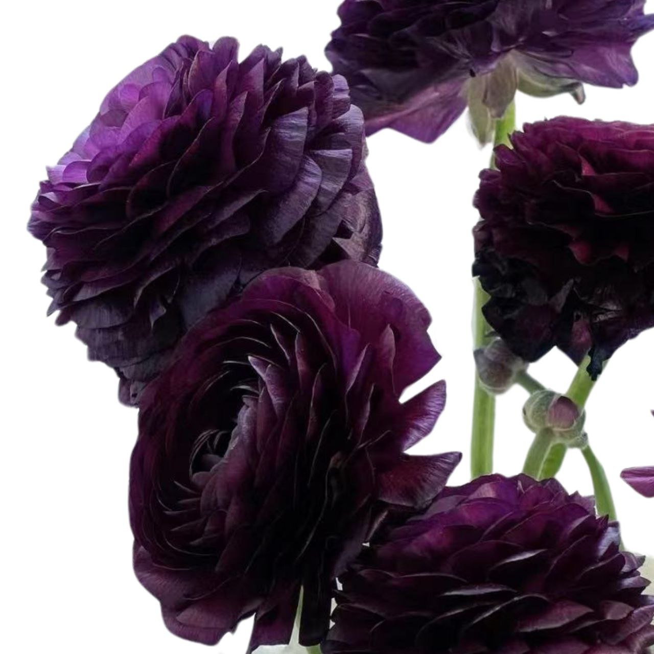 Ranunculus elegance black swan