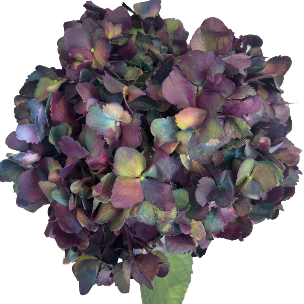 Hydrangea jumbo berry blush