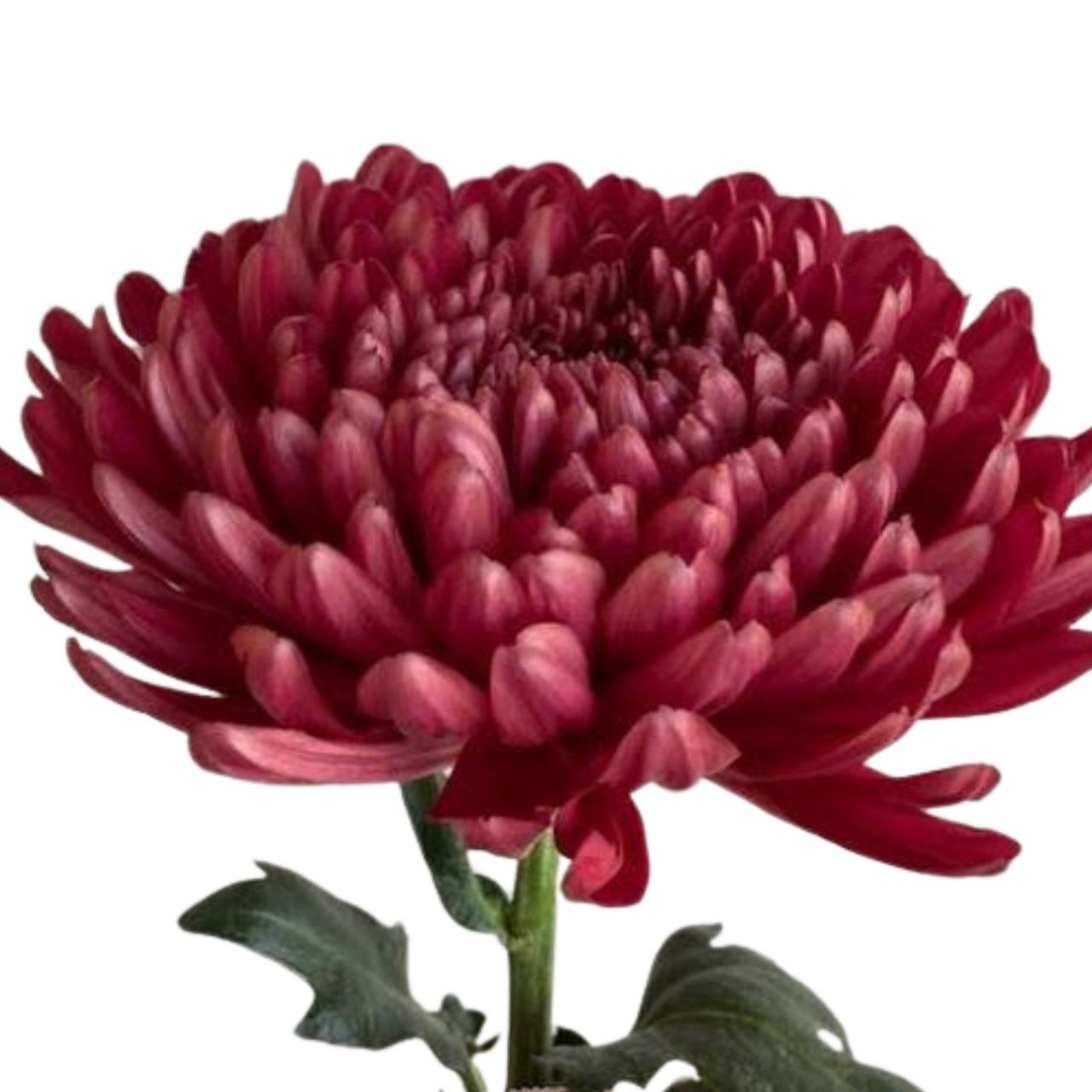 Chrysanthemum single andrea red