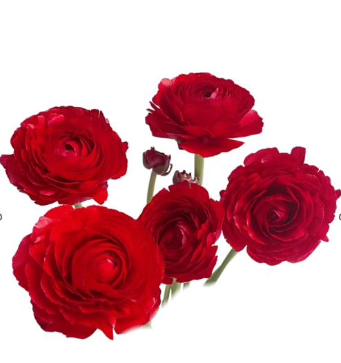 Ranunculus clooney hanoi red