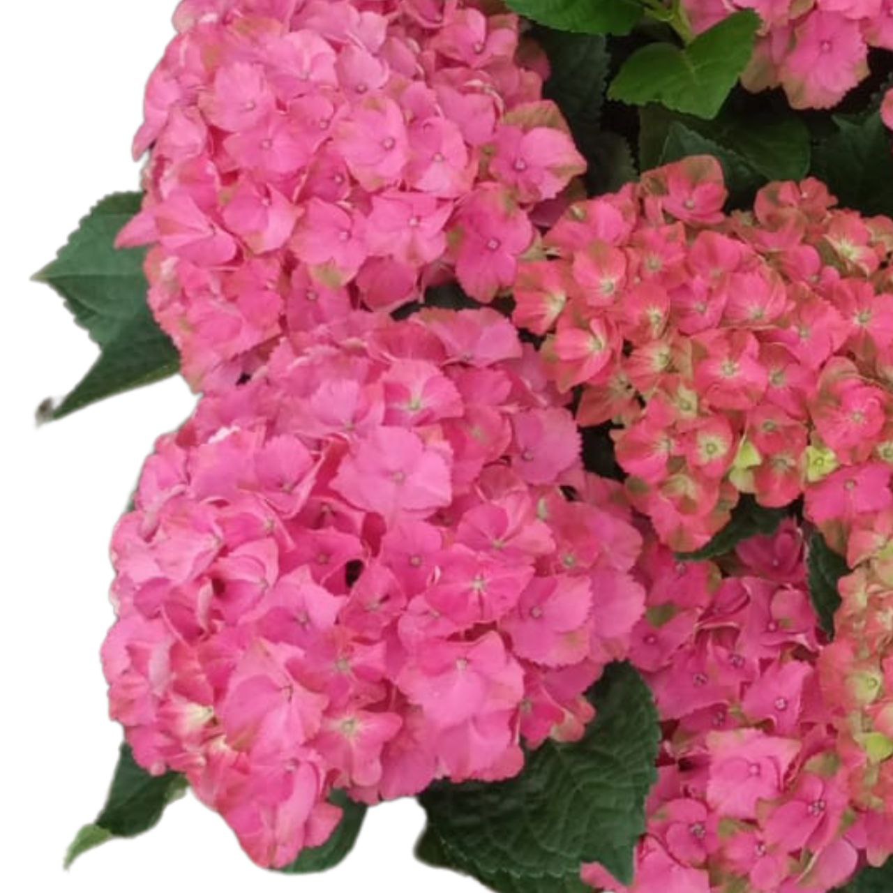 Hydrangea scarlet pink